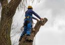 Réglementation, démarches et sanctions concernant l’autorisation d’abattage d’arbres